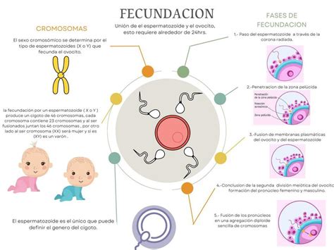 Fecundaci N Larissa Meneses Meneses Udocz