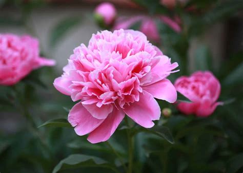 Pink Peony Flower