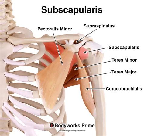 Subscapularis Cadaver