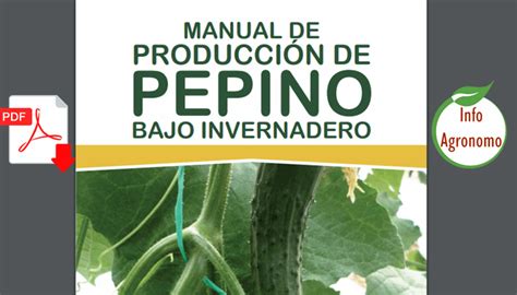 Manual de producción de pepino en invernadero InfoAgronomo