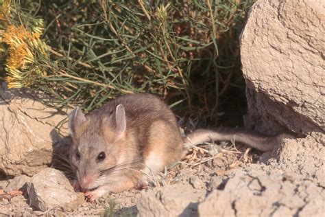 Bushy Tailed Woodrat Neotoma Cinerea Jewel Cave National Monument