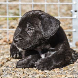 1 år gammal Blandras Kungpudel och engelsk staffordshire bullterrier