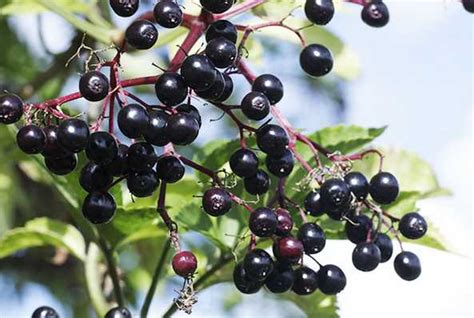 Elderberry Health Benefits Risks Uses Effectiveness Zzoomit