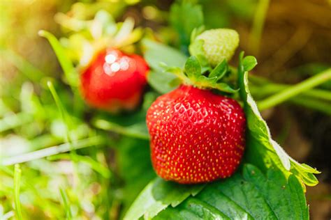 Die Herkunft Der Erdbeeren Wo Kommen Die Früchte Her