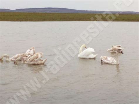 Foto O Familie De Lebede A Poposit Pe O Balt Din Banat Radio