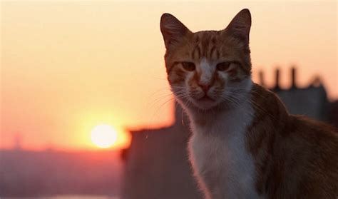 FILM REVIEW: Kedi - A Turkish Documentary About Cats - Cultured Vultures