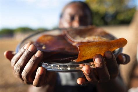 Inseguran A Alimentar Afeta Mais Fam Lias De M Es Solo Negras Metr Poles