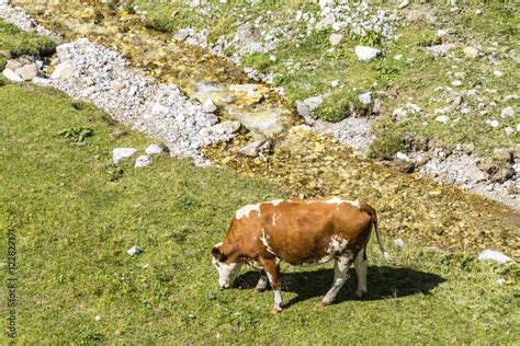 Braune Kuh Auf Wiese Mit Bach Frisst Gras Stock Photo Adobe Stock