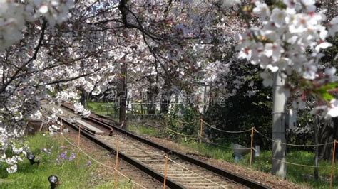 Japanese Kyoto Local Train Traveling On Rail Tracks With Flourishing