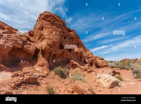 Desert Foliage At The Base Of Red Aztec Sandstone Rock Formations In The Valley Of Fire State