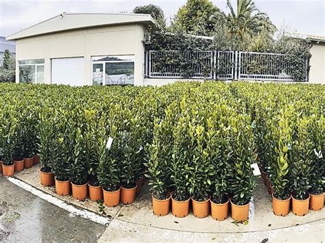 Why Bay Tree Hedges Are Popular Benefits And Uses