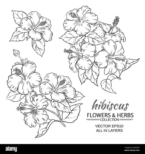 Hibiscus flower drawing Black and White Stock Photos & Images - Alamy