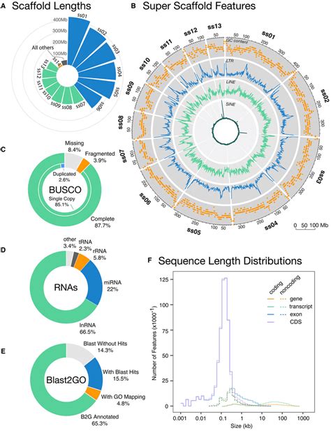 Genome Assembly And Annotation Statistics A Size In Mb Of Assembly