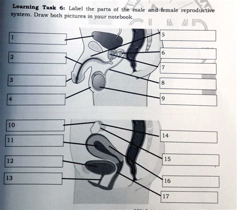 Solved Learning Task 6 Label The Part Of The Male And Female Reproductive System Draw Both