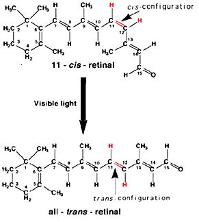 Structure of protein rhodopsin (retinal molecule is situated in the ...