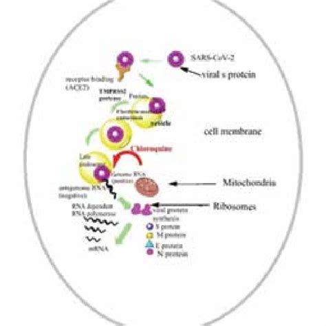 Taha Nazir Head Doctor Of Philosophy Microbiology And Molecular