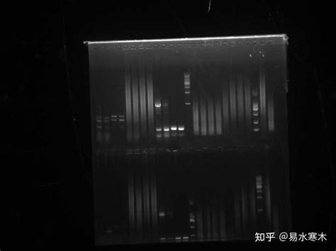 Pcr扩增cdna，条带弥散，求原因？ 知乎