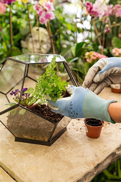 The Great Indoors A Diy Terrarium Project