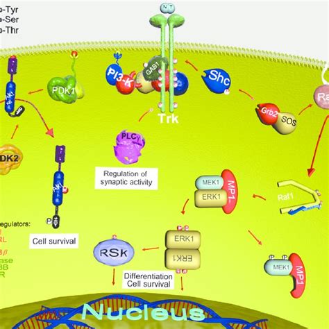 Intracellular Signaling Mechanisms Activated By Trk Neurotrophin