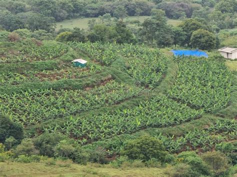 174 Kerala Banana Plantation Stock Photos Free And Royalty Free Stock