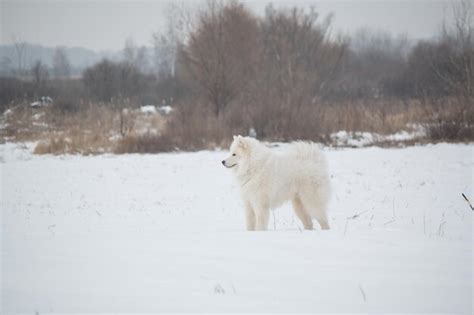 Premium Photo | A white dog in the snow