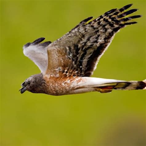 Harrier Hawk: Majestic Hunters of the Skies