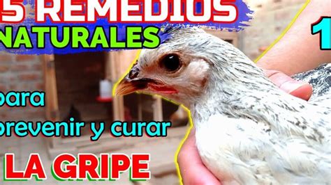 Gripe En Pollos De Engorde Una Preocupaci N En La Industria Av Cola