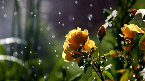 Spring Rain Wallpapers - Top Free Spring Rain Backgrounds - WallpaperAccess