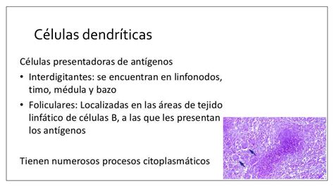 Tejido Linfoide Ppt