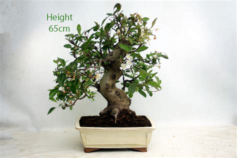 Crab Apple Flowering Bonsai Tree Malus Number P All Things Bonsai