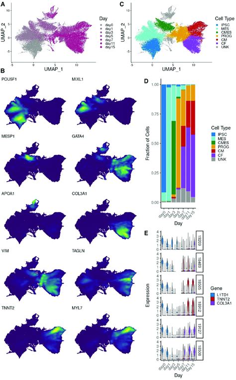 Gene Expression Patterns In Single Cell Data A Umap Of Full Single