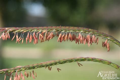 Plants Of Texas Rangelands Eastern Gamagrass