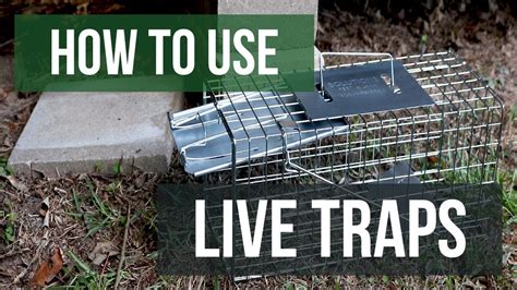 How To Use Live Traps 4 Easy Steps Youtube