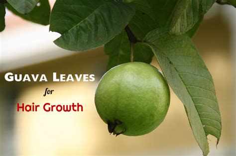 Guava Leaves For Hair Growth How To Use And Benefits Stylish Walks