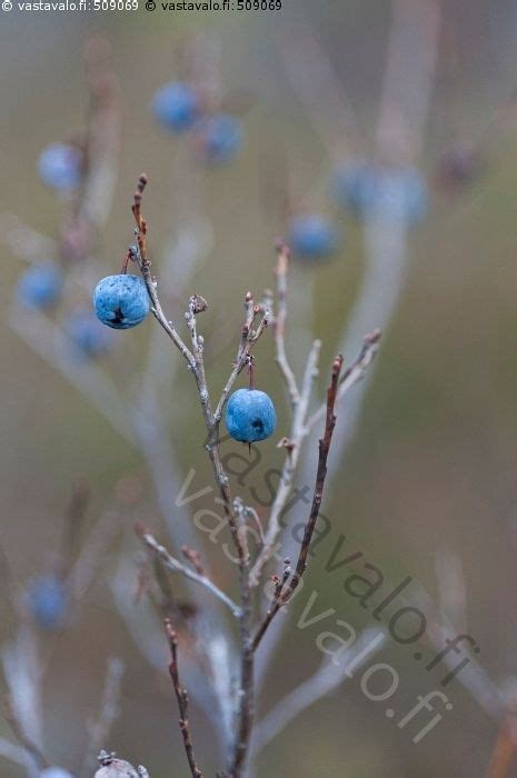 Juolukka - juolukka sulvi Vaccinium uliginosum sininen marja varpu ...
