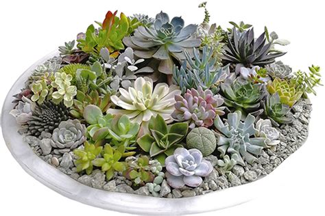 Купить живые суккуленты 🌵 Интернет-магазин суккулентов EnjoyPlants