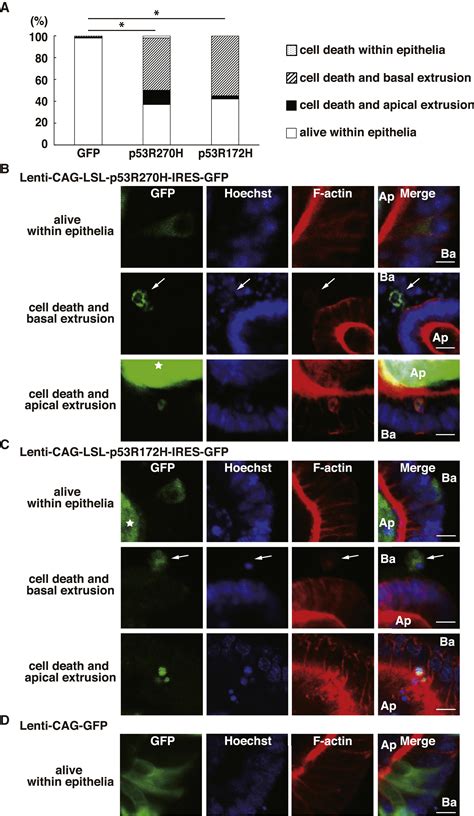 Mutant P53 Expressing Cells Undergo Necroptosis Via Cell Competition