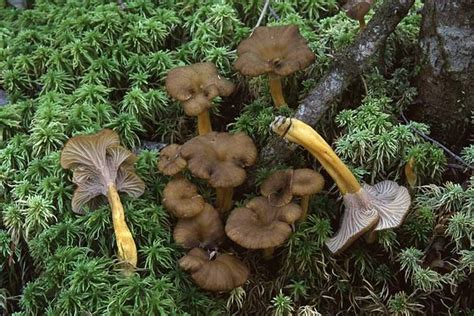 La Chanterelle Ou Girolle En Aveyron