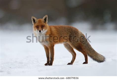 Red Fox Snow Stock Photo 68879836 | Shutterstock