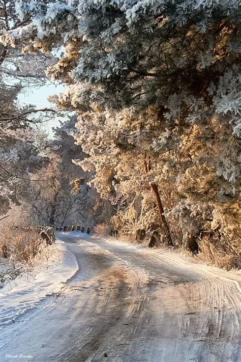 The Snow Covered Road Is Lined With Trees