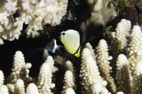 Finding my Favorite Butterflyfish