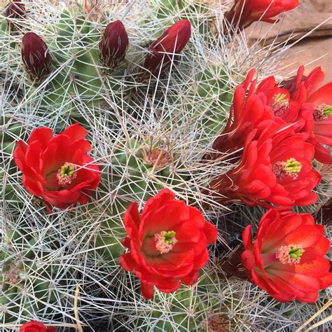 claret cup cactus  package