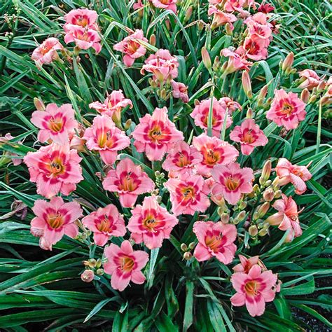 Strawberry Candy Reblooming Daylily Brecks