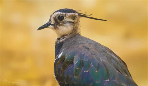 Northern Lapwing by PaulaDarwinkel on DeviantArt