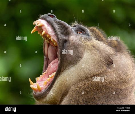 Grinning monkey hi-res stock photography and images - Alamy