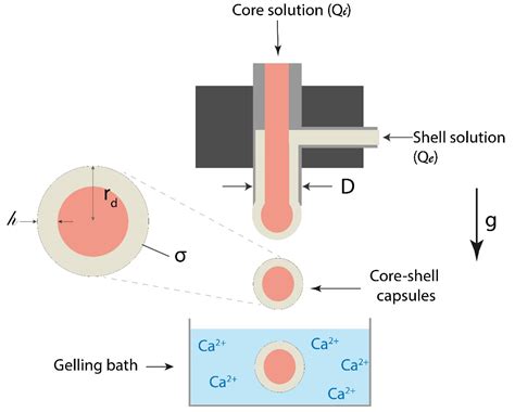 Marine Drugs Free Full Text Alginate Core Shell Capsules Production