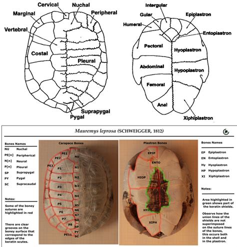 Turtle Shell Diagram