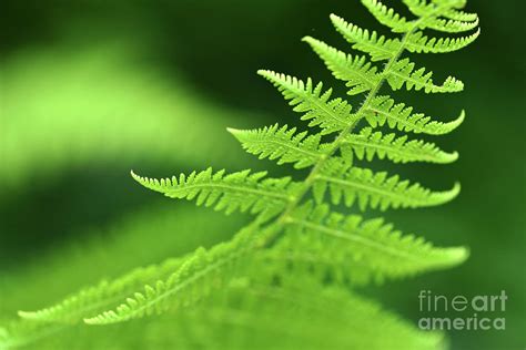 Fern Macro Photograph By Matt Tilghman Fine Art America