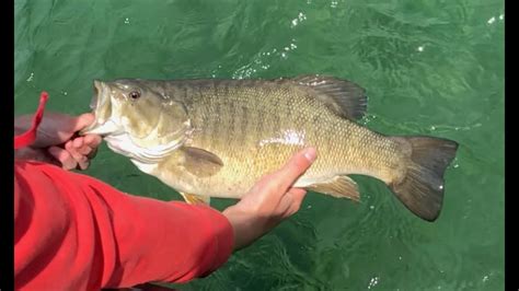 Grand Traverse Bay Smallmouth Bass Release Videos Youtube