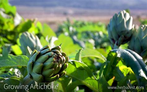 Growing Artichoke | HerbaZest